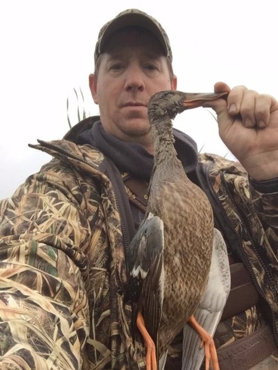Canard souchet