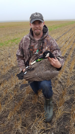 Grande bernache du Canada