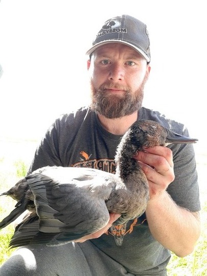 Fuligule à dos blanc