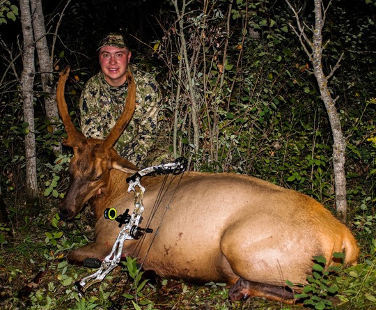 Wapiti