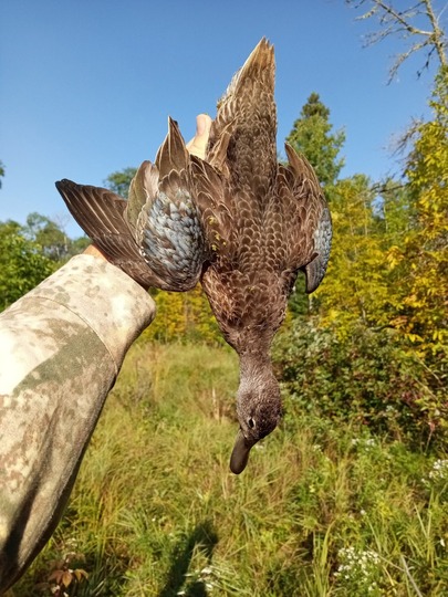 Sarcelle à ailes bleues