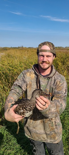 Canard chipeau