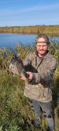 Canard souchet