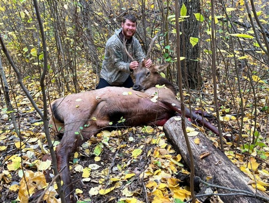 Wapiti