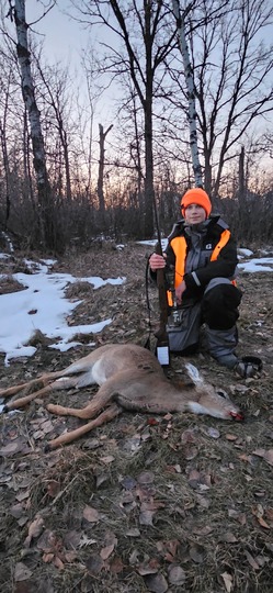 Cerf de Virginie