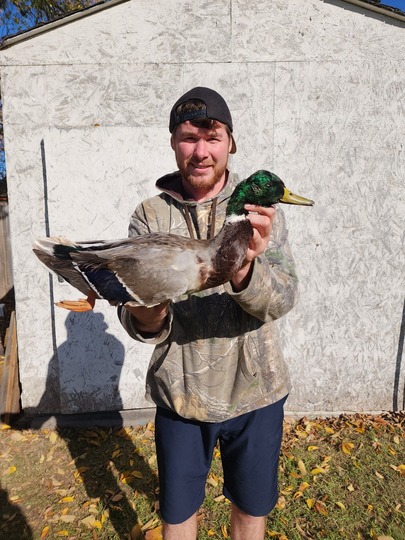 Canard colvert